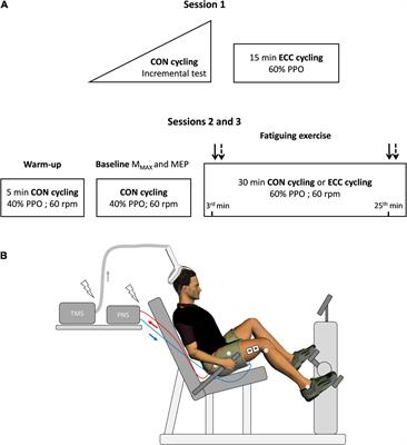 Corticospinal Excitability Is Lower During Eccentric Than Concentric Cycling in Men